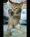 �ߡ��ȷ��˥䥸�����Ф���