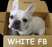 WHITE FB