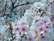 �ߥ������ǡ�����ä���