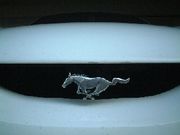 Mustang(ޥ)FAN