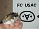FC USAC