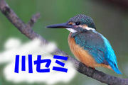 ��Υ��ߥʡ�