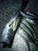 但馬で釣を楽しむ会