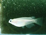 ���ܤο���������ɾ��