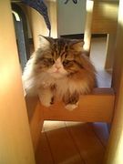 ǭ�繥���ʿ�