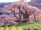 ֤줿ΩǺ餭ʤ
