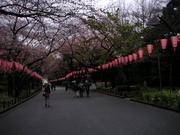 上野公園で夜桜を見る会