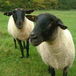 Sheeparm