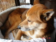 �������󥸥�󥱥󰦹���