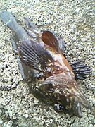 �����ݸ�Ѱ���