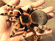 ɡ̣塡Brachypelma