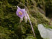 Gesneriad：イワタバコ科植物