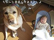 犬と赤ちゃんの楽しい毎日