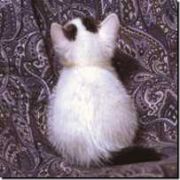 犬猫等を捨てる人を減らし隊です