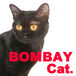 BOMBAY CAT