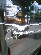 Seagull Surf Shop