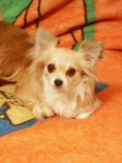 犬の名前がコロン Mixiコミュニティ