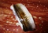 ����Sushi�����