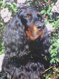 GORDON SETTER