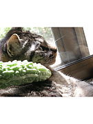 �������ۡ���ϩ��