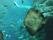 �ͤ����ळ�ȤäƤ�����