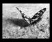 ���ܽ��ˡ�������GRAPHY