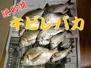 浜名湖キビレ釣り