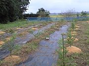 ブルーベリー畑