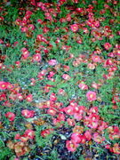 �����������餷�������å���