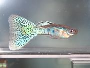 ��������ե��ߥ꡼