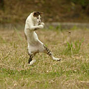 京都の学生ダーツァー！