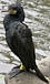 復Phalacrocorax carbo