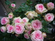 Rose Rose Roseｓ♪