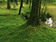 �ݻ�/��˧��