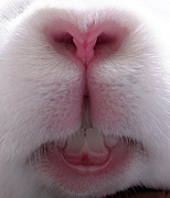 ���ޥ��륳�ߥ�˥ƥ���