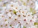 *** Cherry Blossom 〜桜〜 **