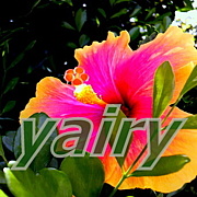 �䥤�ޥ������륢�������꡼