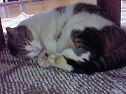 �д���̫Į���ߥ�