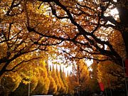 �֥롼�ޥ�ǥ�����ۤ���