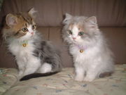 �ʤ󤫤Ĥ��Ť�»����ʤ�