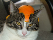 ��������������ʤʤ��߲��