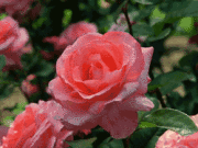SECxxxofGarden