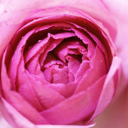 rose��garden