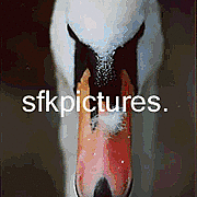 sfkpictures