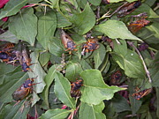 周期ゼミ（periodical cicada）