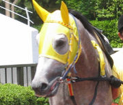 �����֥륷����������