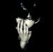 project casket of noir