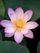 �Ƥ��ξ졡Lotus