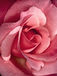 Rosy&Gorgeous Lifeιͧã
