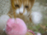 ٷơʥξ